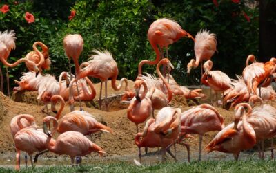 Den dobrodruhů v ZOO – sobota 17.5.2025